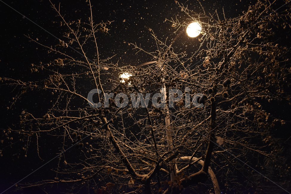 nature,자연,outdoors,옥외,겨울,나무,눈,조명,밤길,겨울,계절,winter,season,야경,밤,풍경,nightscape,night,landscape