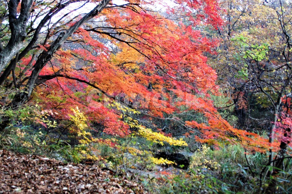 가을,단풍,나무,자연,식물,풍경,자연풍경,감성,autumn,nature,season,계절,emotion,trees,낙엽,가을,계절,fall,autumn,season,tree,plant,maple,leaf,잎