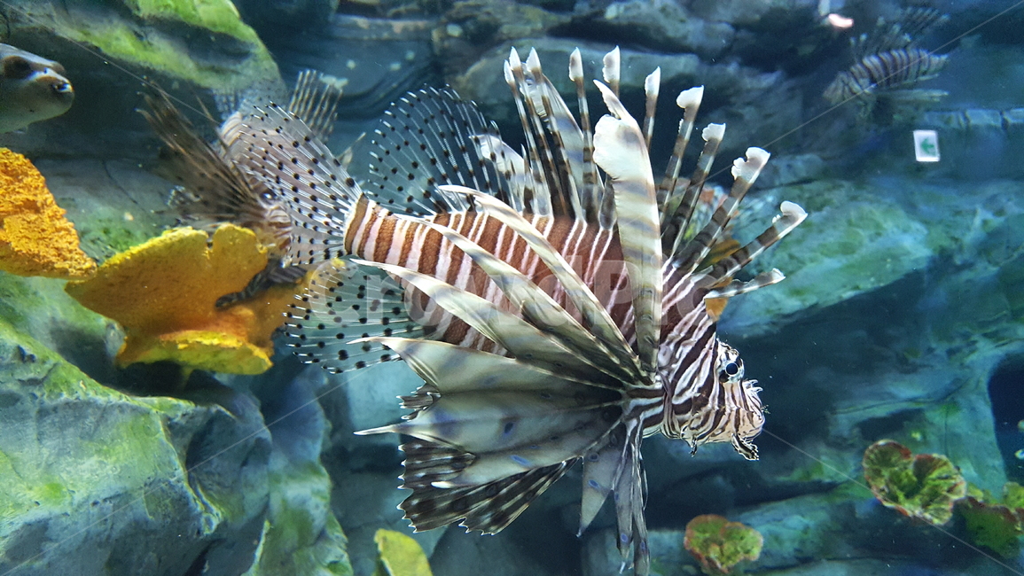 물고기,쏠배감펭,라이언피쉬,동물,바다,바다동물,아쿠아리움,양볼락과,동물,animal,어류,물고기,fish