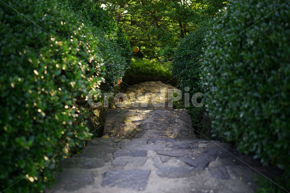 나무,길,계단,자연,풀,초록,자연,풍경,nature,landscape,flagstone,판석
