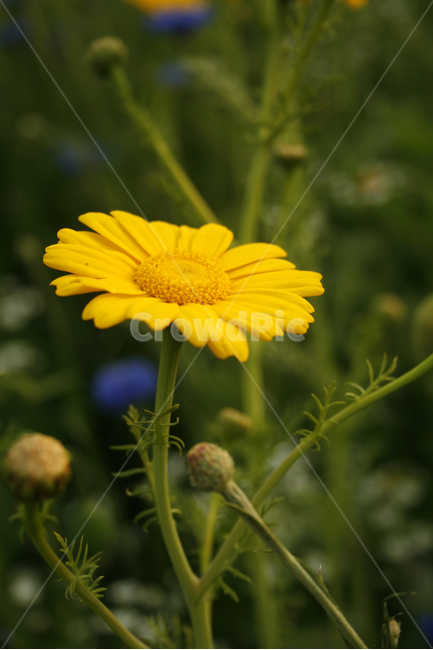 쑷갓꽃,식물,flower,plants,nature,꽃,꽃봉오리,꽃밭,식물,자연,plants,nature,꽃,flower