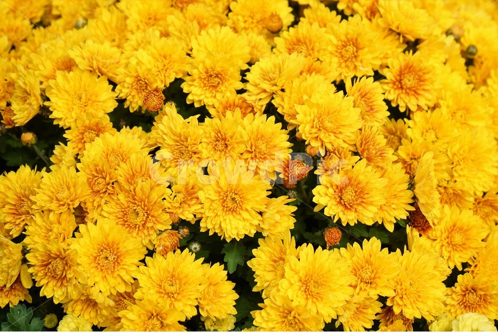 국화,가을,노랑,우아함,계절,autumn,fall,beautiful,plant,flower,계절꽃,가을국화,국화향기,가을꽃,식물,노랑꽃,꽃봉오리,국화꽃,식물,자연,plants,nature,꽃,flower