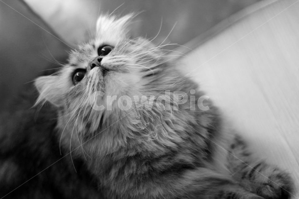 동물,고양이,귀여움,흑백,이쁨,동물,animal,포유류,mammal,고양이,cat,kitten,kitty,흑백,모노톤,monochrome,black and white