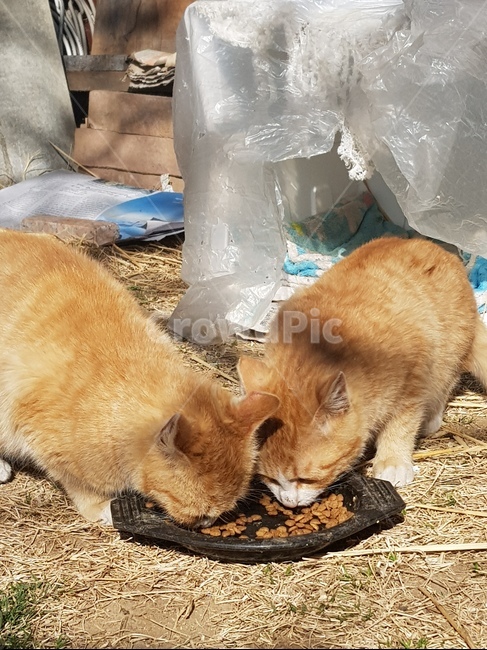 고양이,밥,시골,냥,갈색,동물,animal,포유류,mammal,고양이,cat,kitten,kitty