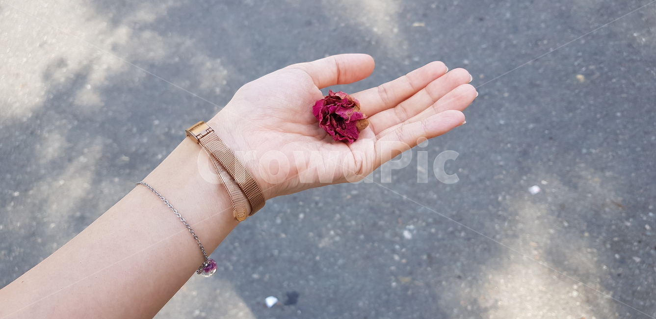 꽃송이,장미,산책,보물,힐링,손,여자,꽃