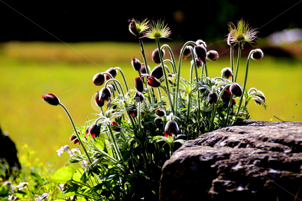 꽃,식물,할미꽃,봄,계절,식물,자연,plants,nature,꽃,flower