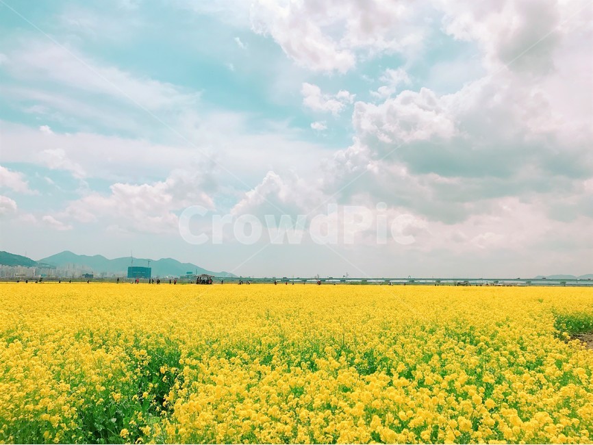 유채꽃,꽃,풍경,봄,하늘,꽃놀이,축제,4월,5월,부산,구름,봄,계절,spring,season,field,들,grassland,목초지,outdoors,옥외,nature,자연