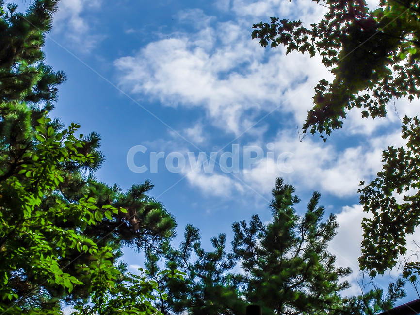 하늘,초록,나무,구름,맑은,푸른,풍경,자연,환경,감성사진,자연,풍경,nature,landscape,tree,plant,식물