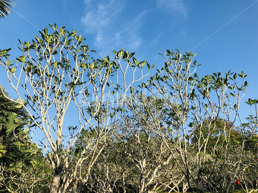 자연,식물,나무,하늘,푸른,맑은날,식물,자연,plants,nature