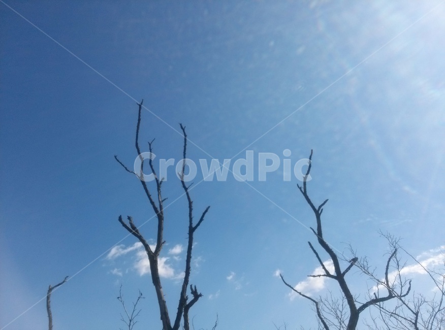 자연,nature,하늘,sky,나무,tree