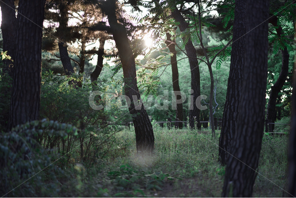 자연,녹색,풀,식물,나무,여름,산책,식물원,수목원,nature,green,grass,tree,plant,summer,stroll,walk,자연,풍경,nature,landscape,식물,plants,나무,trees,wood,감성,sensible,feeling,휴식,힐링,rest,relaxation,healing,tree trunk,나무 줄기