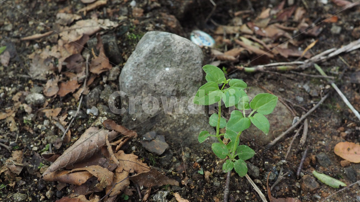 식물,잎사귀,그린,돌,plant