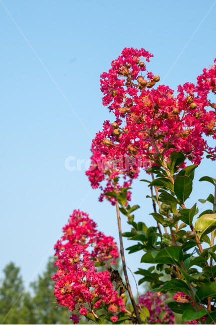 하늘,붉은꽃,꽃,빨간꽃,빨간꽃,하늘색하늘,식물,자연,plants,nature,꽃,flower