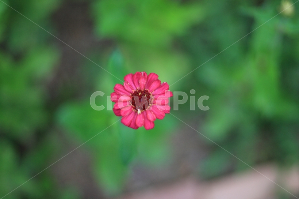 꽃,양귀비,자연,식물,풍경,flower,botanical,식물,자연,plants,nature,꽃,flower