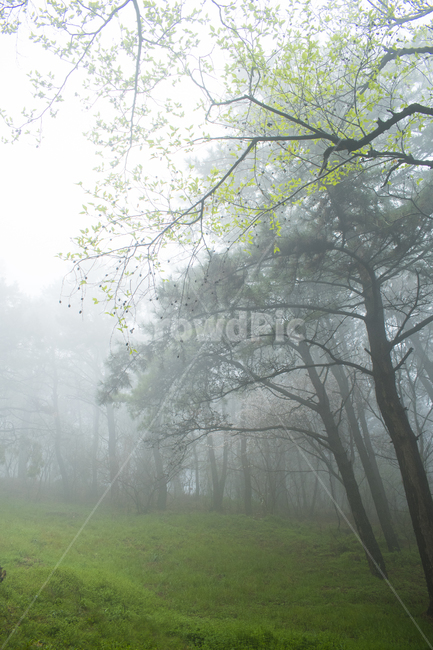 nature,자연,weather,날씨,outdoors,옥외,새벽,안개숲,숲,안개,조용한,신비,환상,희미한,흐린