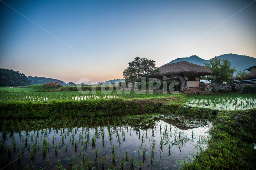 초가집,시골,아침,논,일출,한옥,풍경,시골,마을,풍경,landscape,country,rural,town,한국전통,한국문화,korean traditional,korean culture