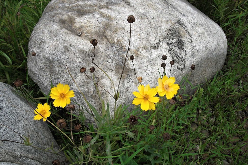 노랑,연노랑,바위,금계국,goldenwave,goldencoreopsis,일년초,국화과,여러해살이풀,bloom,flower,gardening,관상용,beautiful,plant,식물,자연,plants,nature,꽃,flower