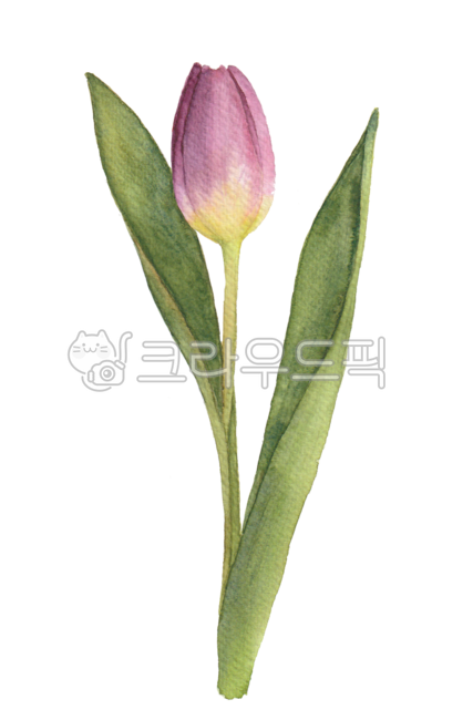 Tulip illustration,Tulip,Botanical,tulipillust,spring,spring flowers,petal,botanical,drawing,flowerdrawing,floral,floraldesign,hand drawing,flower painting,floral design,tulip,leaf,flower,flowerillust,tulip painting,watercolor,flower illustration,plant,tu