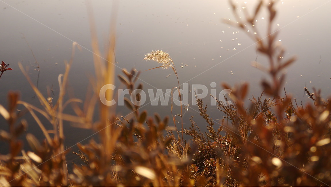 풍경,자연,갈대,빛,가을,가을,계절,fall,autumn,season,식물,자연,plants,nature,감성,sensible,feeling,grass,잔디,plant,lawn