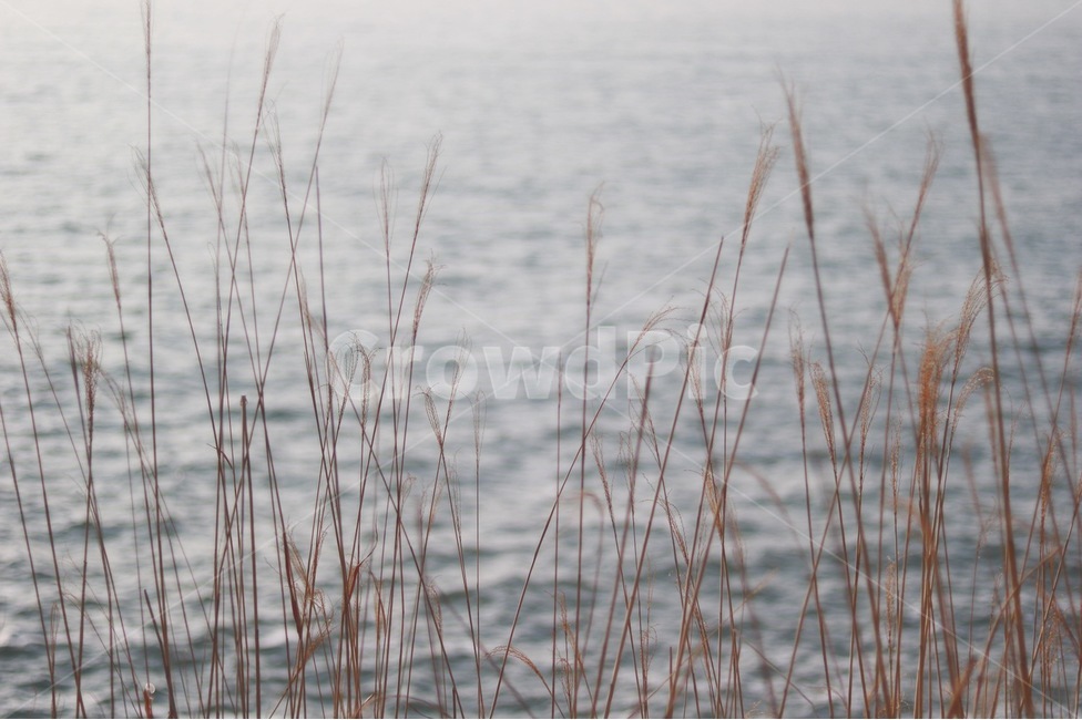 바다,해수욕장,격포,억새,갈대,식물,자연,plants,nature