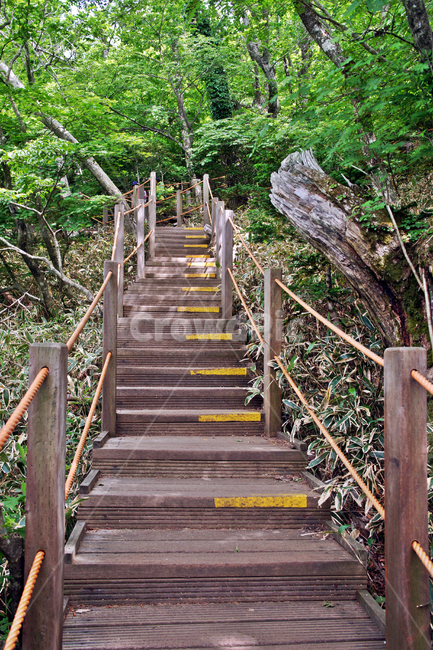 등산로,목책,숲,숲길,자연,고목,자연,풍경,nature,landscape,banister,난간,handrail,staircase,계단,railing,outdoors,옥외,garden,정원,arbour,정자