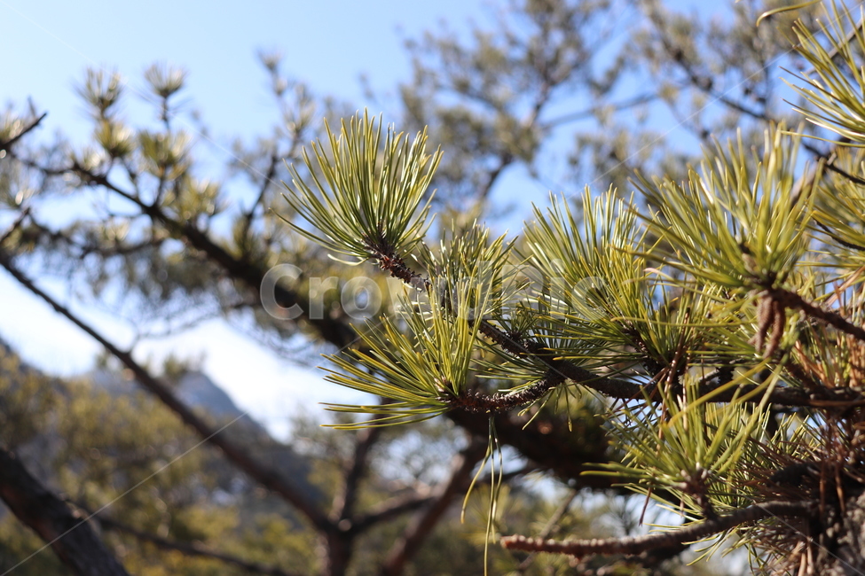 접사,소나무,나무,자연,근접사진,식물,자연,plants,nature
