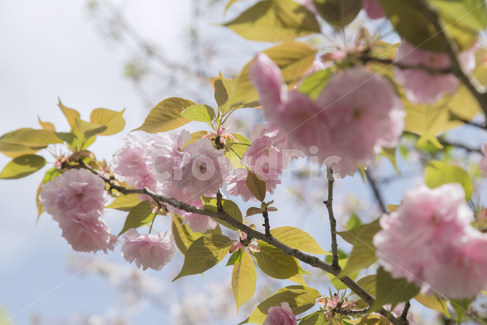 봄,꽃,나들이,핑크,벚꽃,축제,자연,식물,겹벚꽃,봄,계절,spring,season