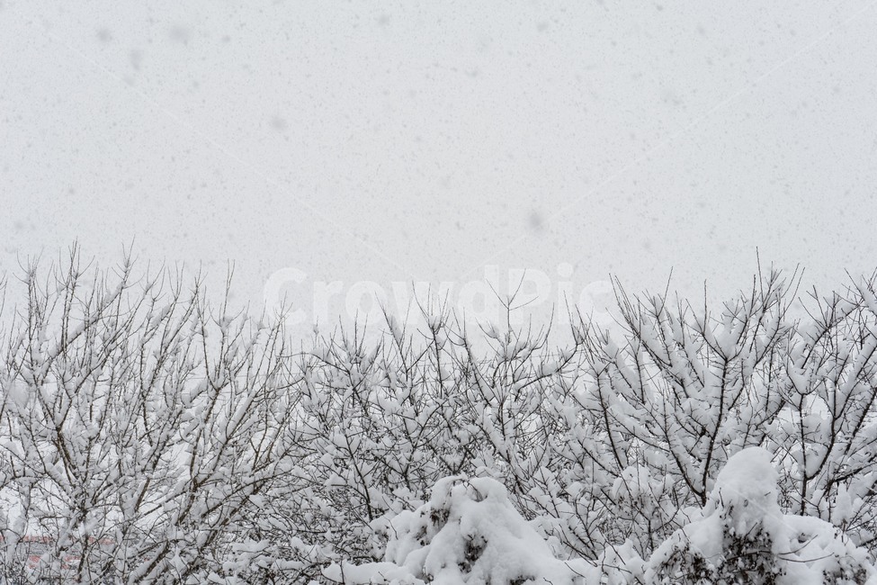 겨울,눈,나무,흰색,눈꽃,겨울,계절,winter,season