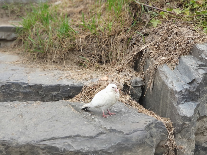 animal,동물,bird,새,바위,조류,새,birds