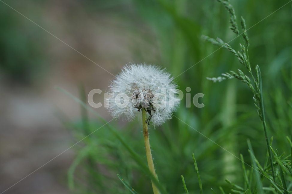길거리,잡초,민들레,민들레홀씨,홀씨,감성,풀,녹색,green,꽃,식물,자연,plants,nature,꽃,flower