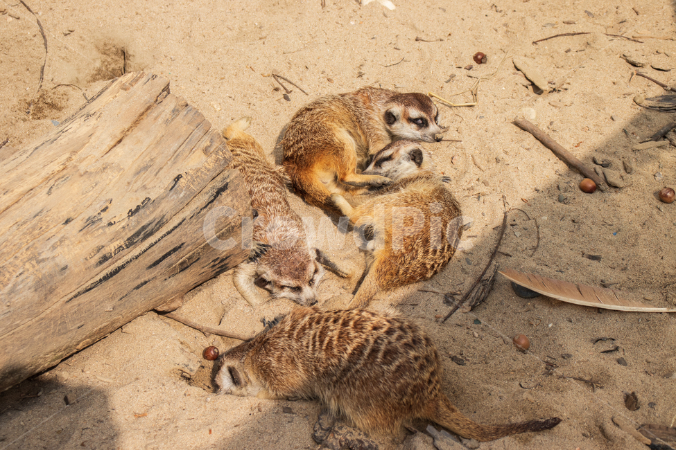 미어캣,휴식,잠,야생동물,사막,meerkat,동물,자연,수면,미어캣발바닥,발바닥,발톱,동물원,포유류,릴렉스,몽구스,자연의,사랑스러운,귀여운,야생의,야생,통나무,나무,완화,이완,안심,안정,진정,릴랙스,게으른,나태한,한가한,게으르다,나태하다,한가하다,게으름,나태,나태함,웃긴,웃기는,우스운,재밌는,재미있는,마른,건조한,생태,생태계,환경,가족,뜨거운,더운,모래,햇빛,땅,토양,반려동물,펫,털,공원,야외,아름다운,미,배경,바탕,백그라운드,animal,mammal,zoo,animals,mongoose,mierkat,nature,natural,adorable,cute,wild,wildness,wildlife,rest,break,relaxation,relax,idle,idleness,laziness,lazy,funny,dry,ecology,ecosystem,environment,family,sun,sunlight,sunshine,log,wood,desert,ground,snout,hot,animalcompanion,companionanimal,pet,sand,suricata,suricatasuricatta,fur,furry,brown,park,beautiful,beauty,outdoor,outdoors,background,동물,animal,포유류,mammal