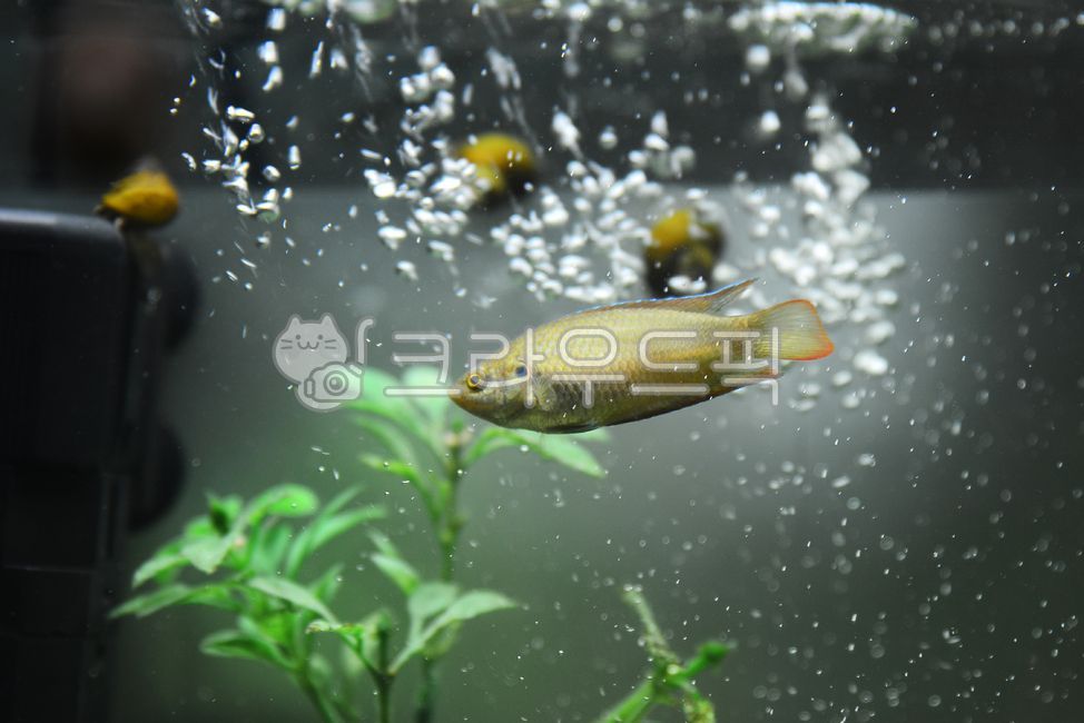 willow carp,fishbowl,nature,Pisces,fish,Daseulgi,freshwater fish,water,Pebble