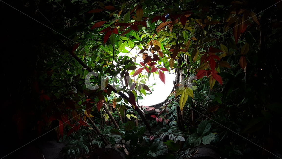 조명,달,나뭇잎,꽃,달밤,조명등,야경,밤,풍경,nightscape,night,landscape