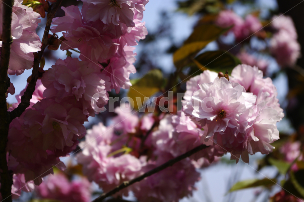 겹벚꽃,식물,flower,plants,nature,꽃,꽃봉오리,color,봄,계절,spring,season,식물,자연,plants,nature,꽃,flower,plant,blossom,cherry blossom,벚꽃