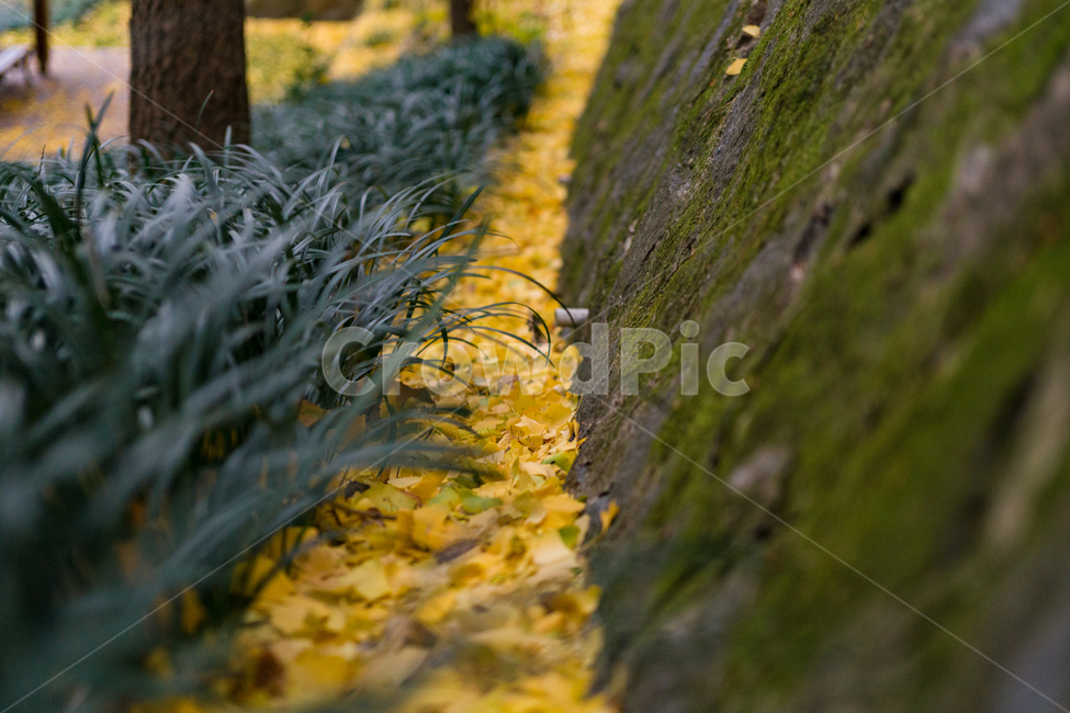 plant,식물,tree,나무,ground,은행,가을,자연,가을,계절,fall,autumn,season,식물,자연,plants,nature
