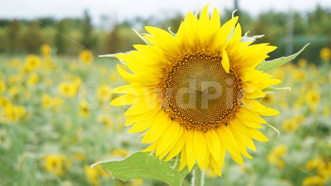 해바라기,꽃,부산,대저생태공원,식물,자연,sunflower,flower,plant,nature,여름,계절,summer,season,식물,자연,plants,nature,꽃,flower,blossom