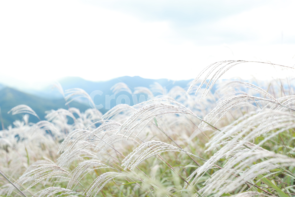 갈대,억새,가을,민둥산,억새축제,가을,계절,fall,autumn,season,식물,자연,plants,nature,grass,잔디,plant