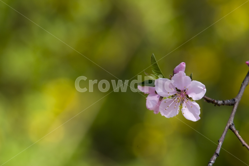 벚꽃,봄,사월,자연풍경,자연,풍경,식물,봄,계절,spring,season,식물,자연,plants,nature,꽃,flower,plant