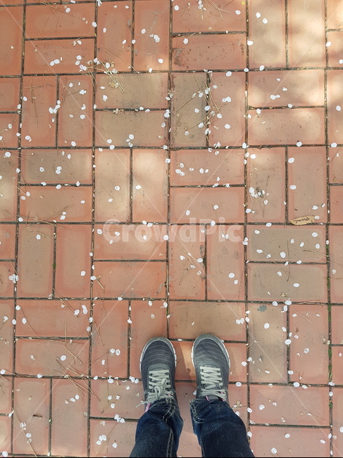 배경,벚꽃,꽃잎,신발,길,꽃,flower,사람,인물,인간,human,person,신체일부,몸,body