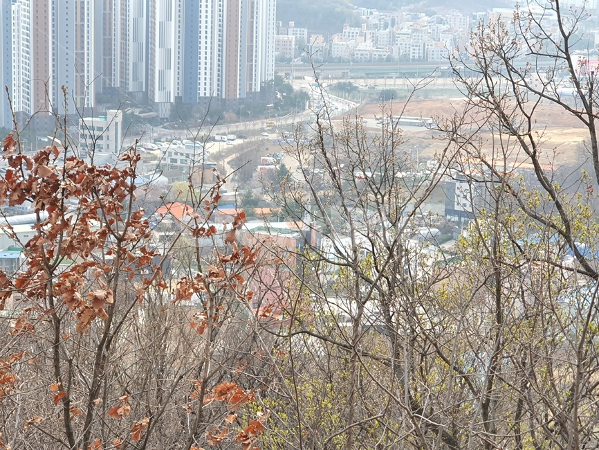 산,등산,꽃,나무,식물