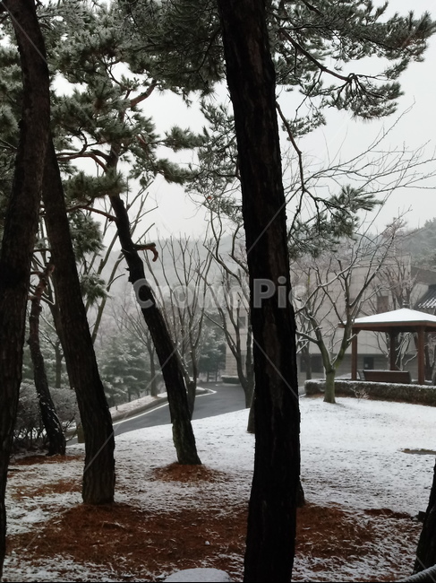 눈,설경,나무,나무가지,snow,하얀눈,자연,옥외,nature,winter,겨울,겨울,계절,winter,season