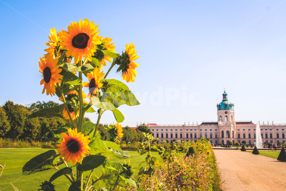 plant,식물,flower,blossom,sunflower,해바라기,성,castle