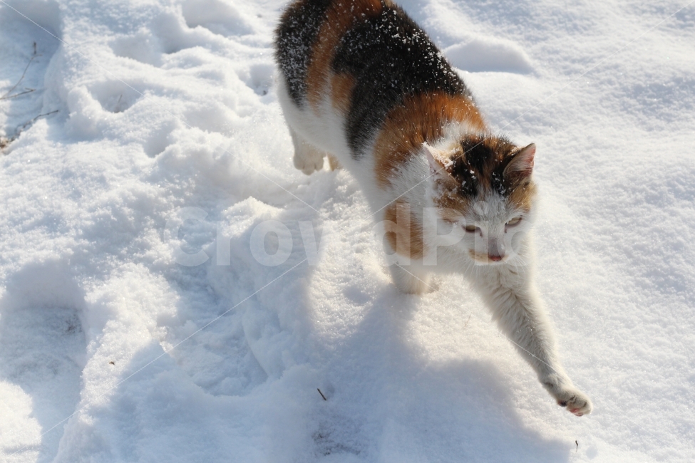 Bitmoa Farm,winter cat,Meow,cat,animal