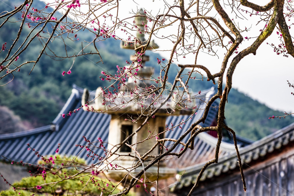 화엄사,석등,국보,문화재,홍매화,봄,문화유산,감성,사찰,관광지,기와지붕