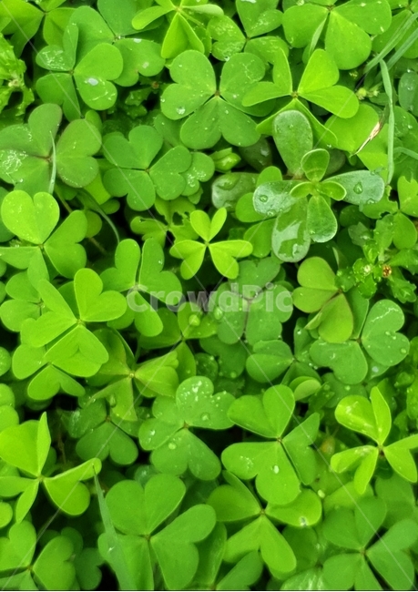 자연,토끼풀,식물,녹색,green,식물,자연,plants,nature