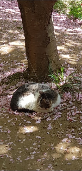고양이,벚꽃,길고양이,길냥이,휴식,잠,숙면,봄,계절,spring,season,동물,animal,포유류,mammal,고양이,cat,kitten,kitty,plant,식물