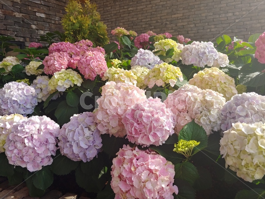 blossom,꽃,flower,plant,수국,식물,자연,plants,nature,꽃,flower
