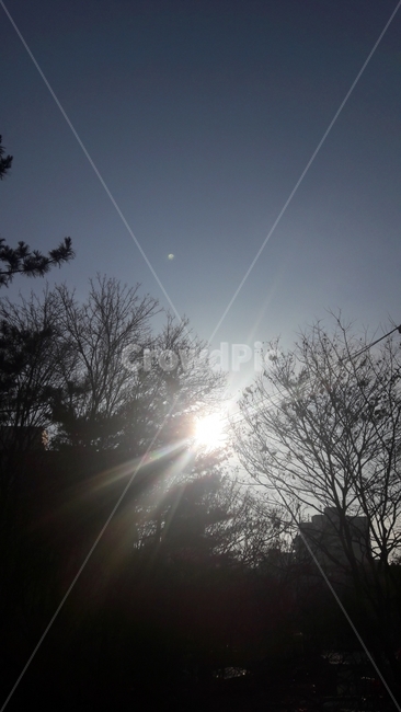 아침,출근길,태양,나무,하늘,풍경,겨울,자연,풍경,nature,landscape,light,빛,flare,플레어