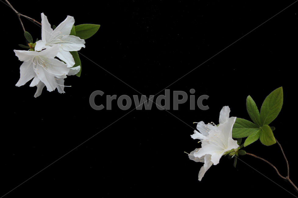 azaleas,azaleasflowers,closeup,decoration,detail,flower,fresh,green,leaf,leaves,macro,natural,nature,plant,royalazaleablossom,whiteazaleasflowers,철쭉,철쭉꽃,클로즈업,디테일,꽃,신선한,그린,녹색,잎,나뭇잎,잎사귀,자연,식물,플라워,진달래,검은색,검정,블랙,꽃,flower,누끼,remove background