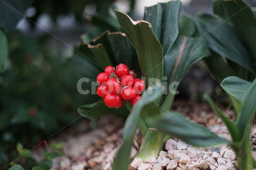 자연,nature,풀,잎,열매,빨강,식물,자연,plants,nature